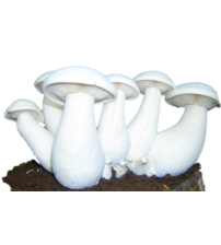 Thanvi Milky Mushroom Spawn